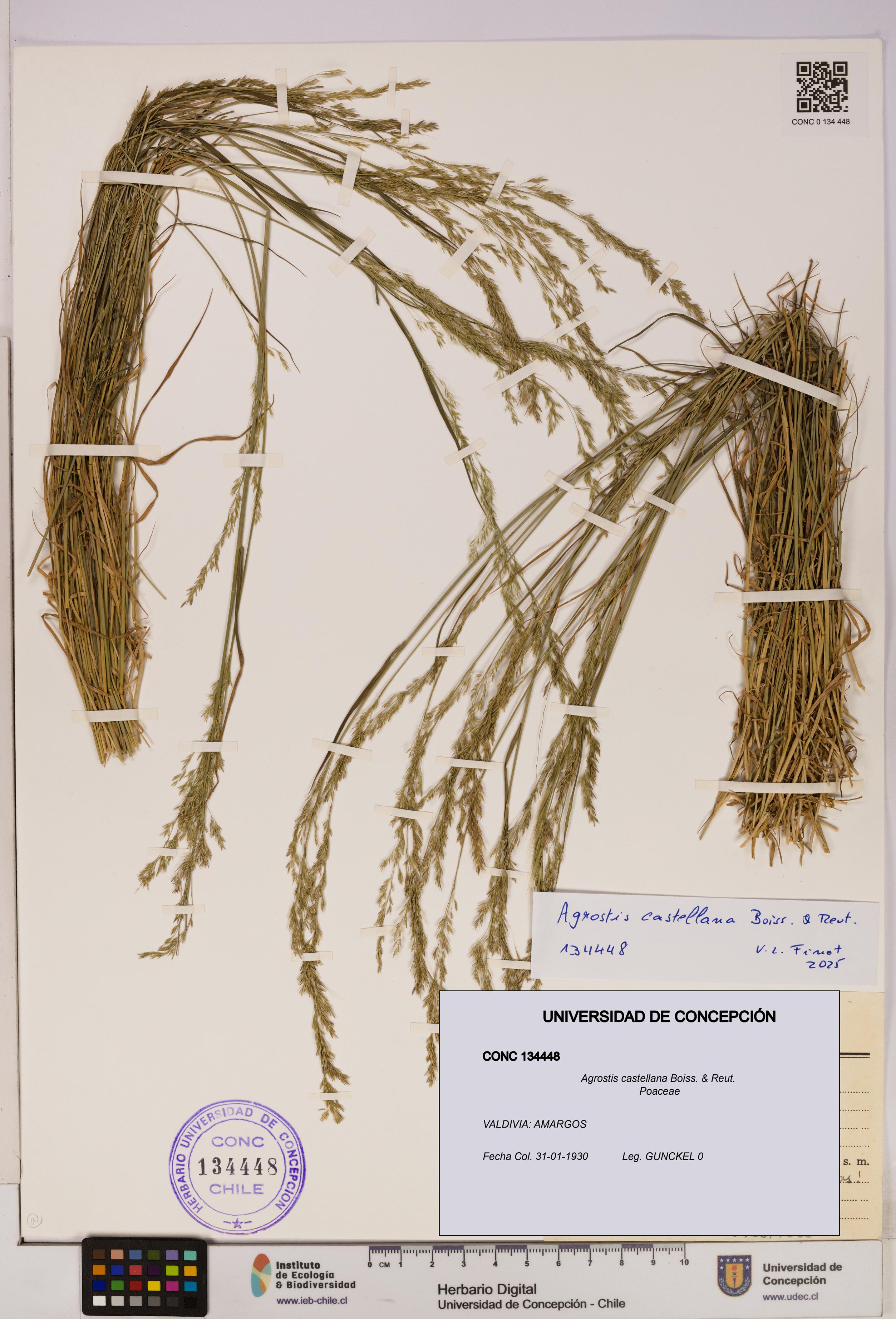 Agrostis castellana [Espécimen: UDEC:CONC:0134448]