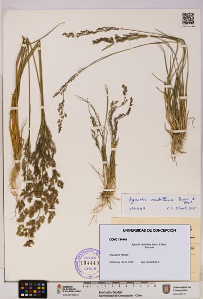 Agrostis castellana [Espécimen: UDEC:CONC:0134449]
