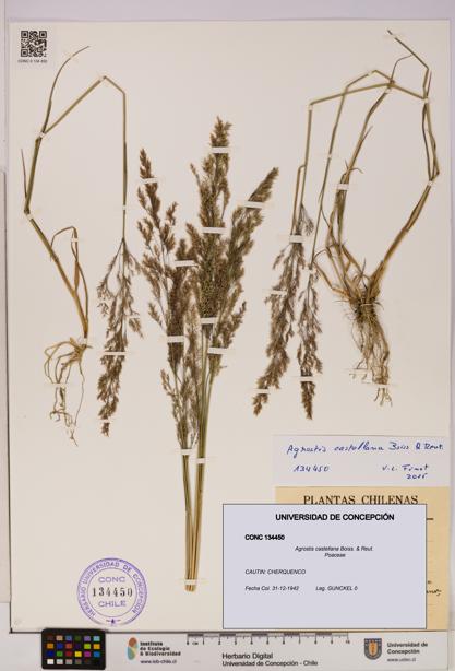 Agrostis castellana [Espécimen: UDEC:CONC:0134450]