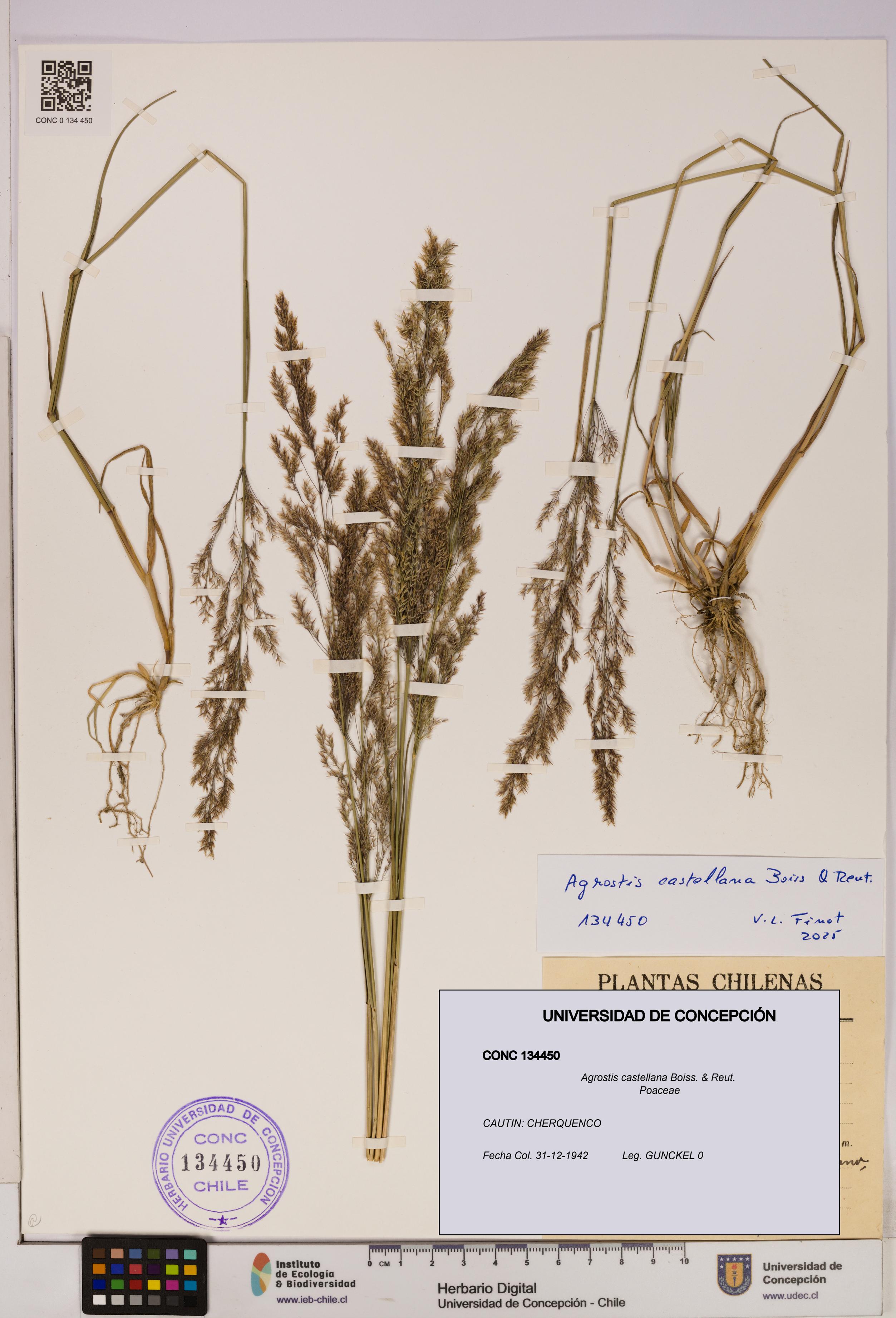 Agrostis castellana [Espécimen: UDEC:CONC:0134450]
