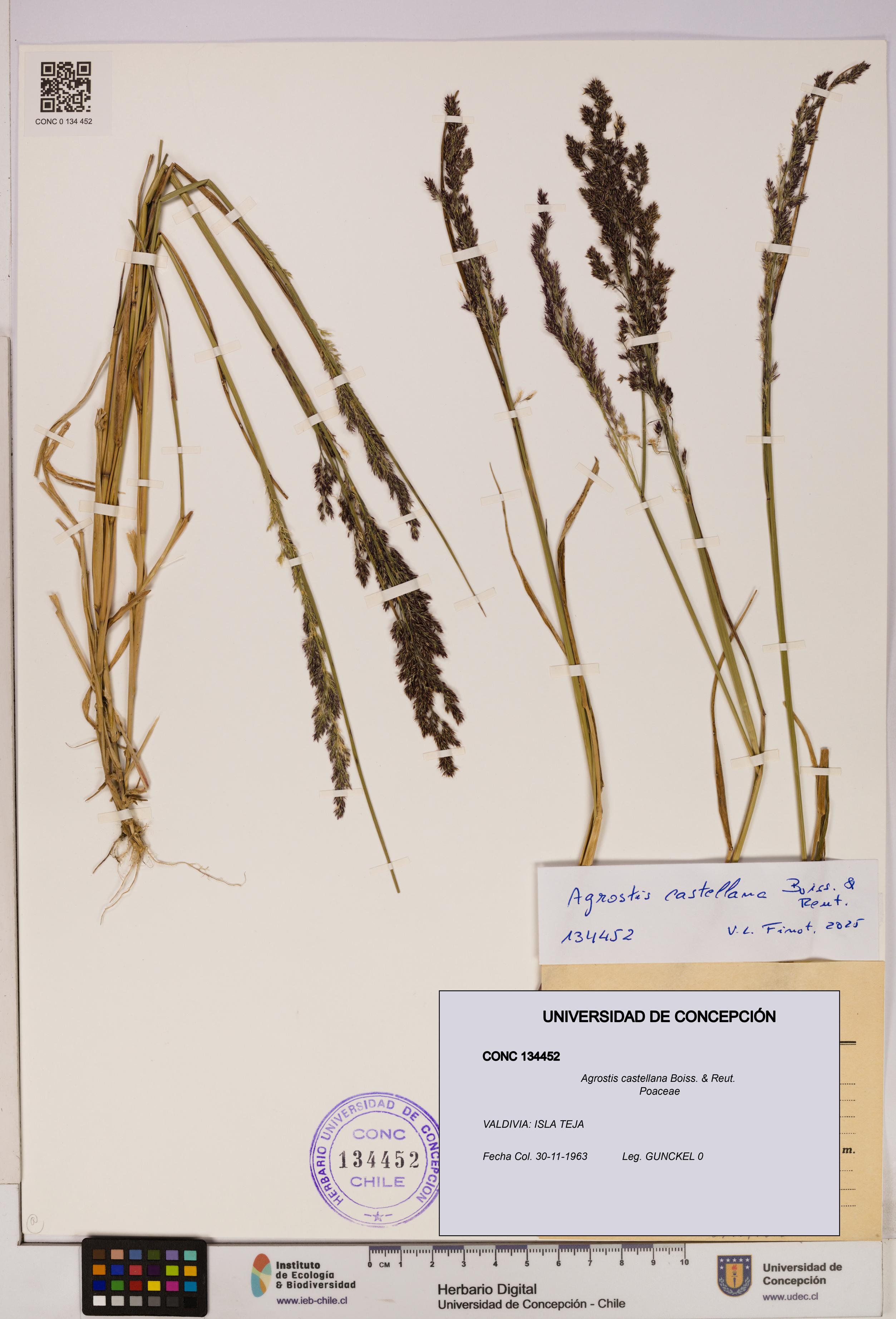 Agrostis castellana [Espécimen: UDEC:CONC:0134452]