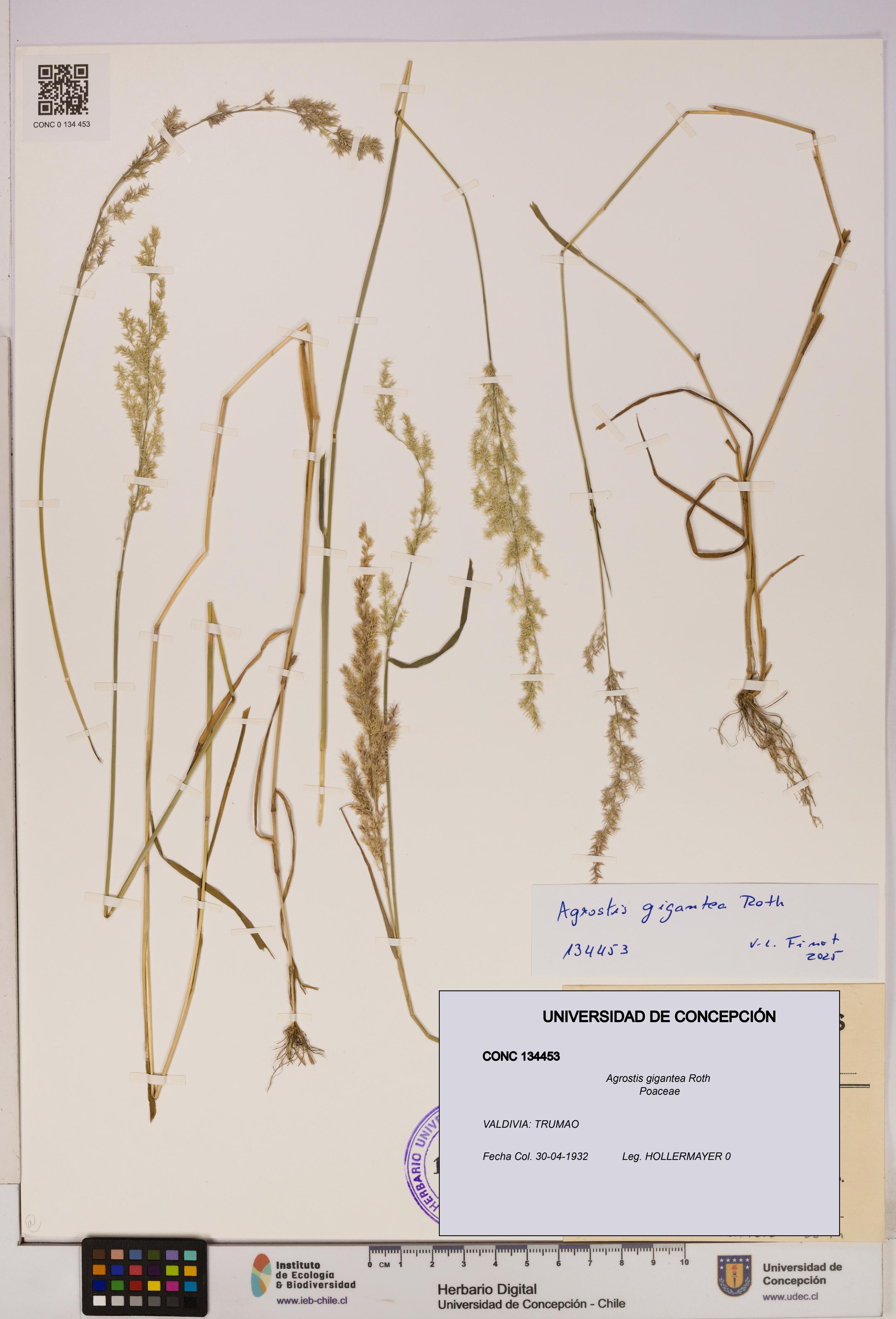 Agrostis gigantea [Espécimen: UDEC:CONC:0134453]