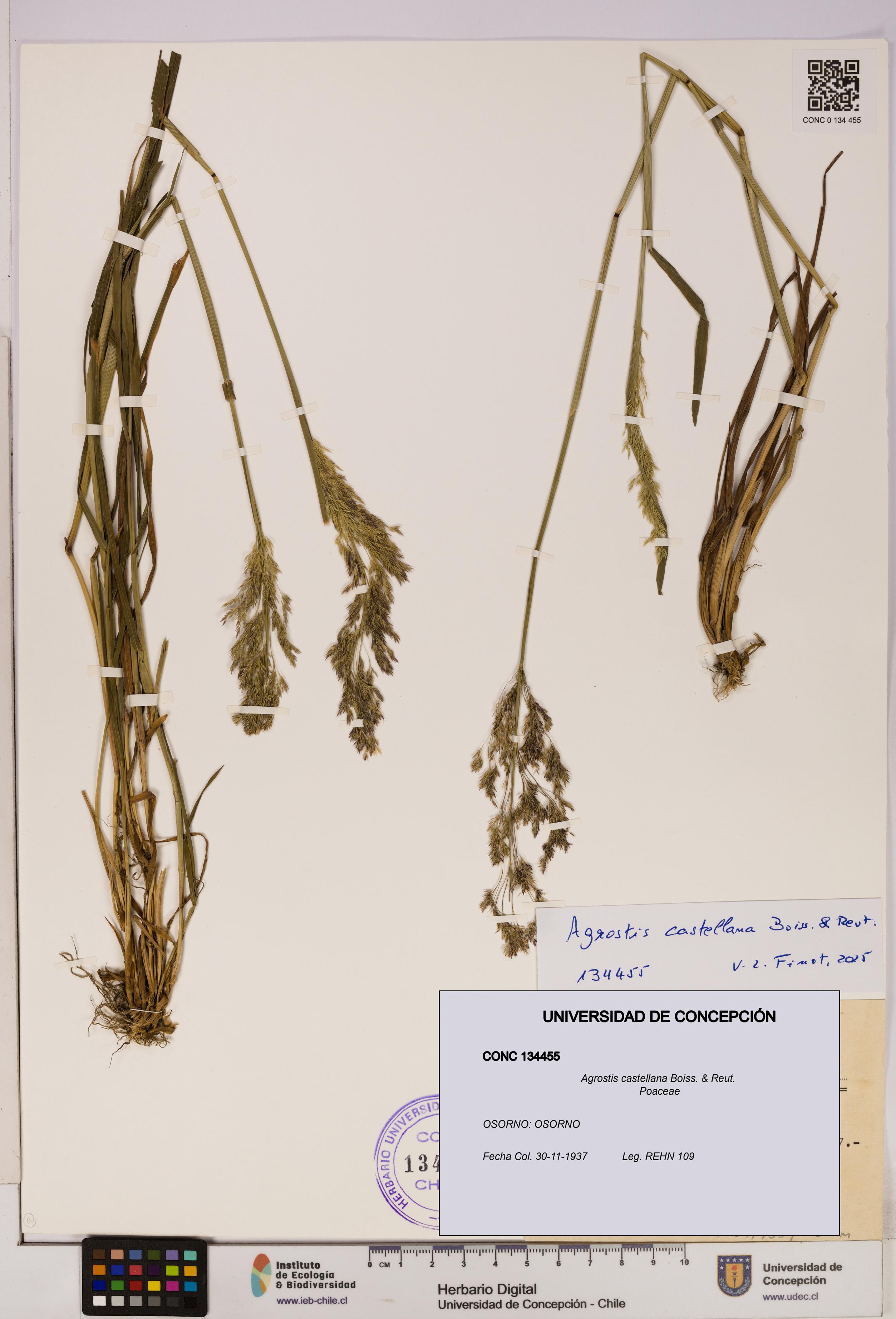 Agrostis castellana [Espécimen: UDEC:CONC:0134455]