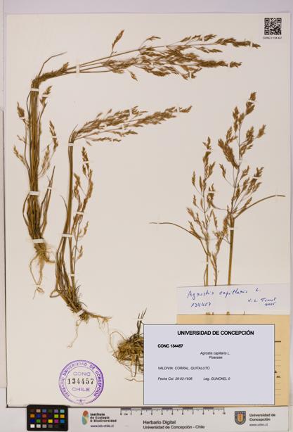 Agrostis capillaris [Espécimen: UDEC:CONC:0134457]
