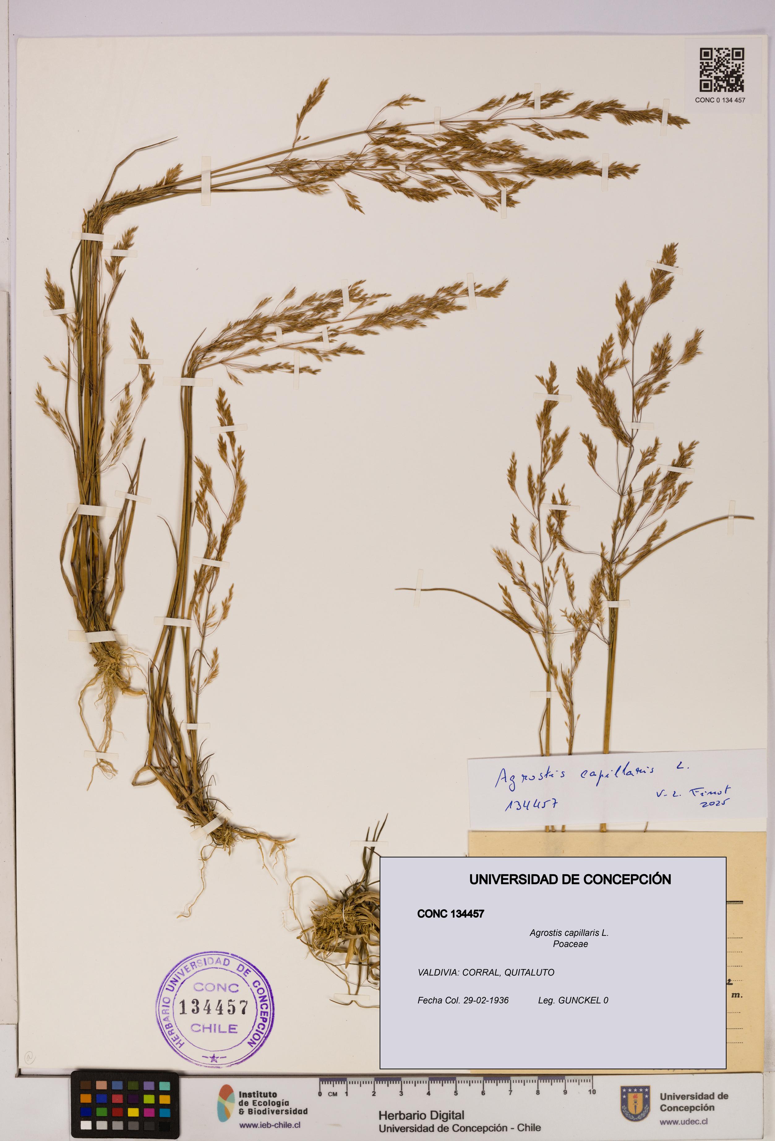 Agrostis capillaris [Espécimen: UDEC:CONC:0134457]