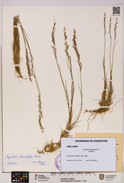 Agrostis stenophylla [Espécimen: UDEC:CONC:0134458]