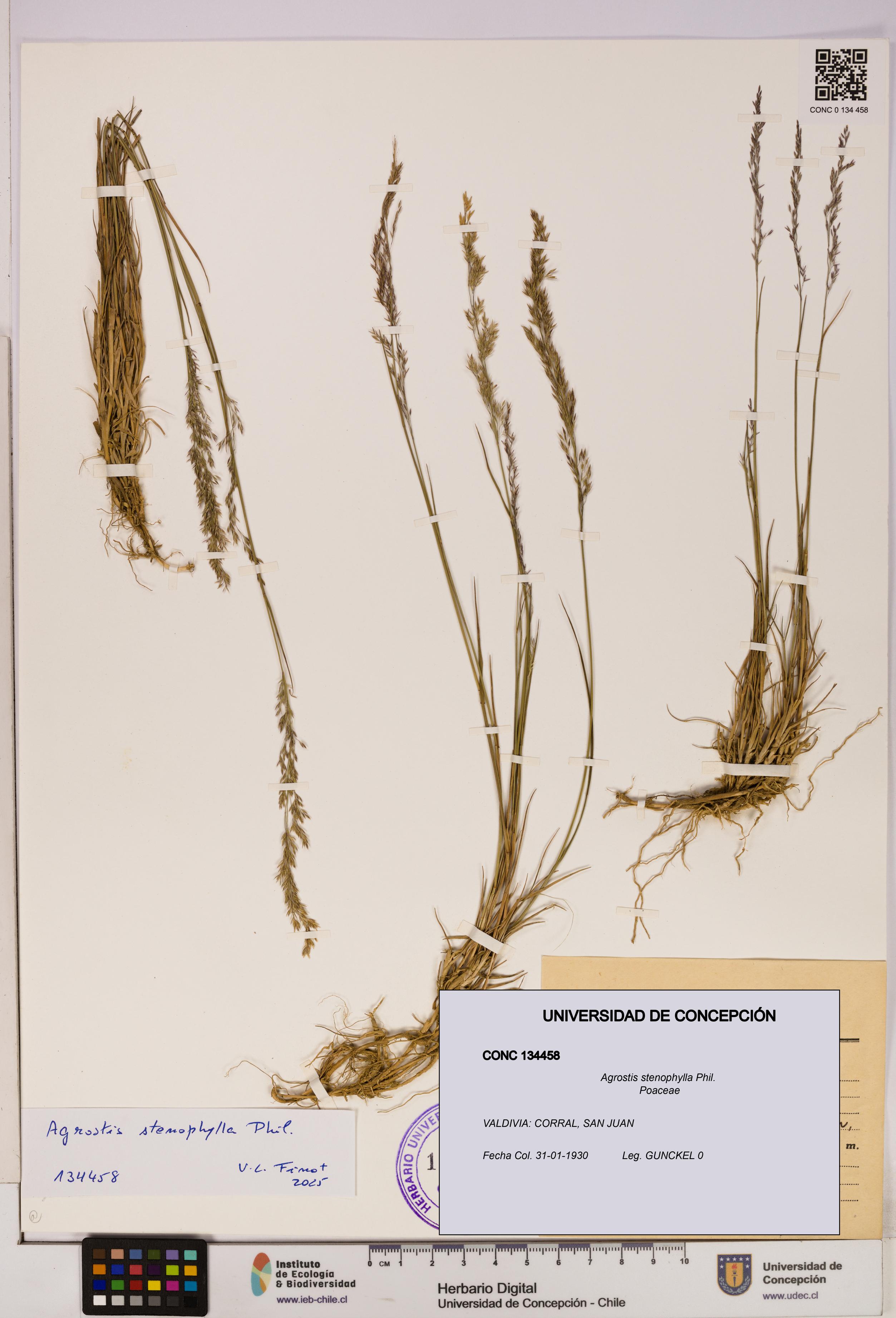 Agrostis stenophylla [Espécimen: UDEC:CONC:0134458]