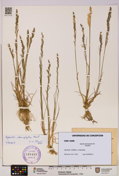 Agrostis stenophylla [Espécimen: UDEC:CONC:0134459]