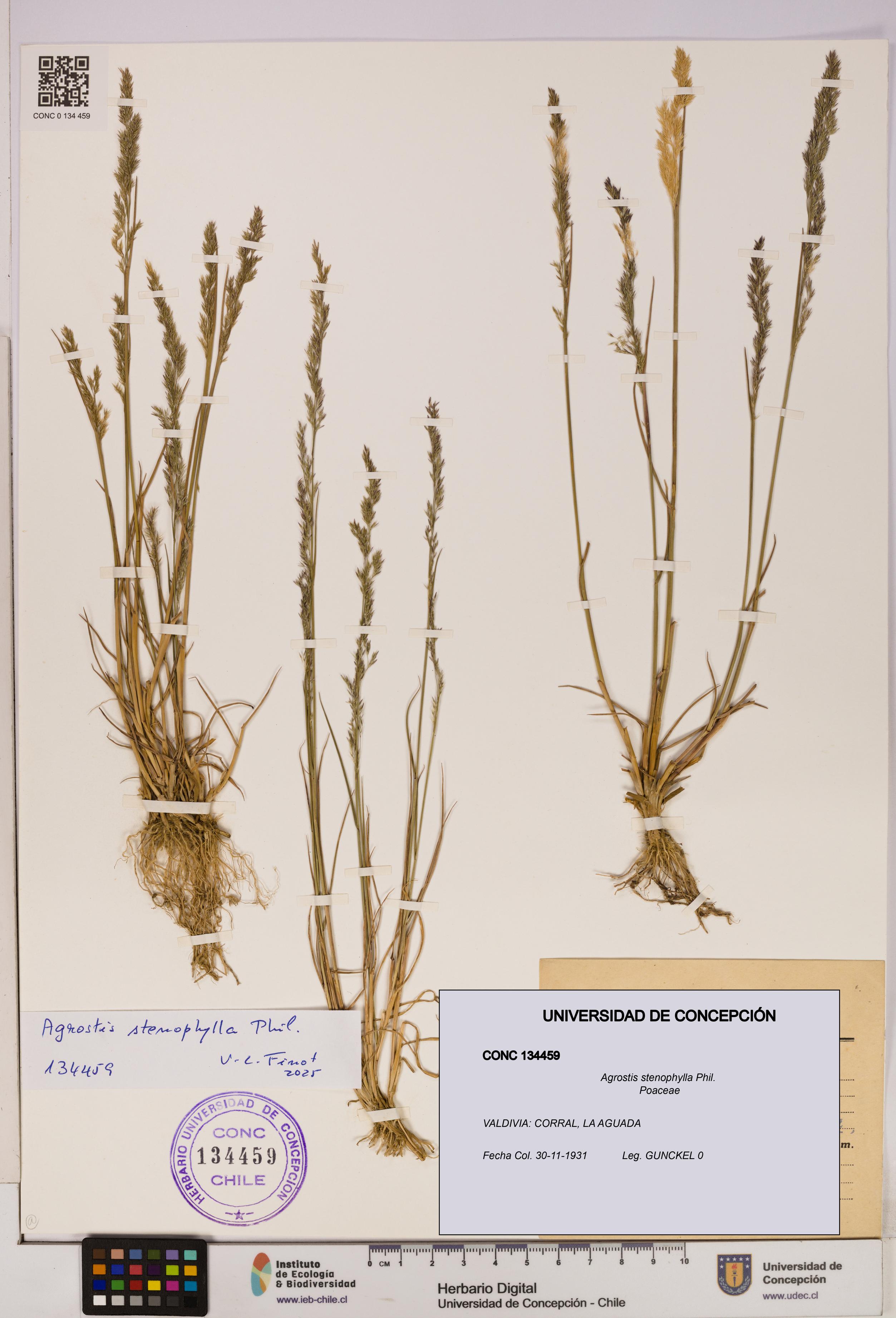 Agrostis stenophylla [Espécimen: UDEC:CONC:0134459]