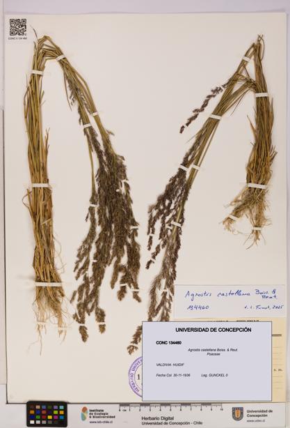 Agrostis castellana [Espécimen: UDEC:CONC:0134460]