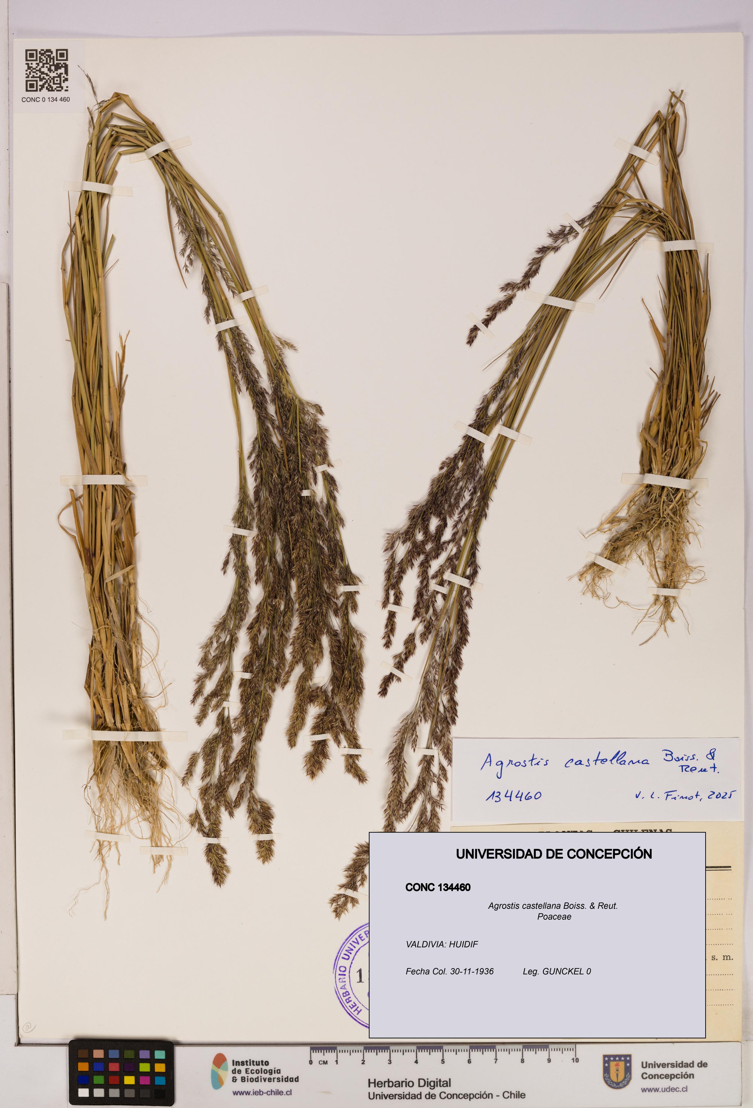 Agrostis castellana [Espécimen: UDEC:CONC:0134460]