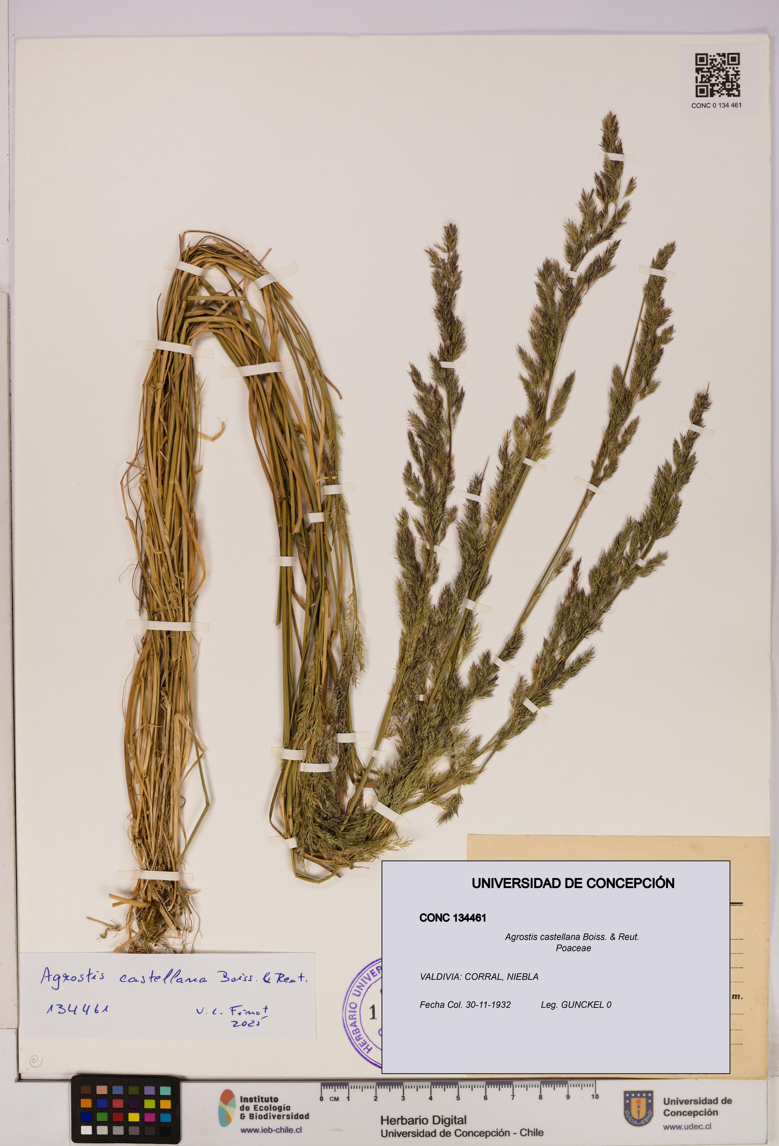 Agrostis castellana [Espécimen: UDEC:CONC:0134461]