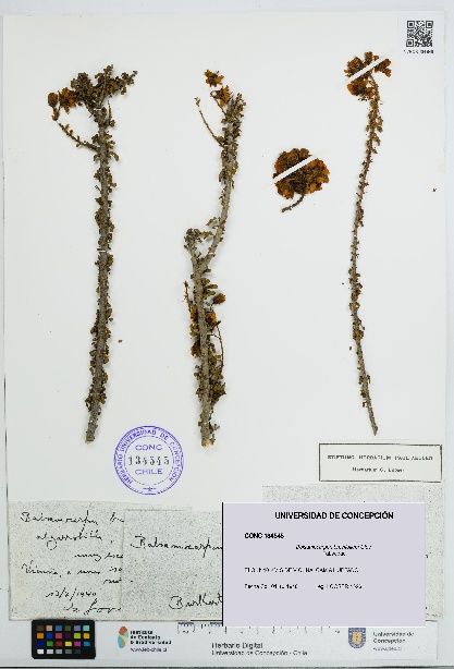 Balsamocarpon brevifolium [Espécimen: UDEC:CONC:0134545]