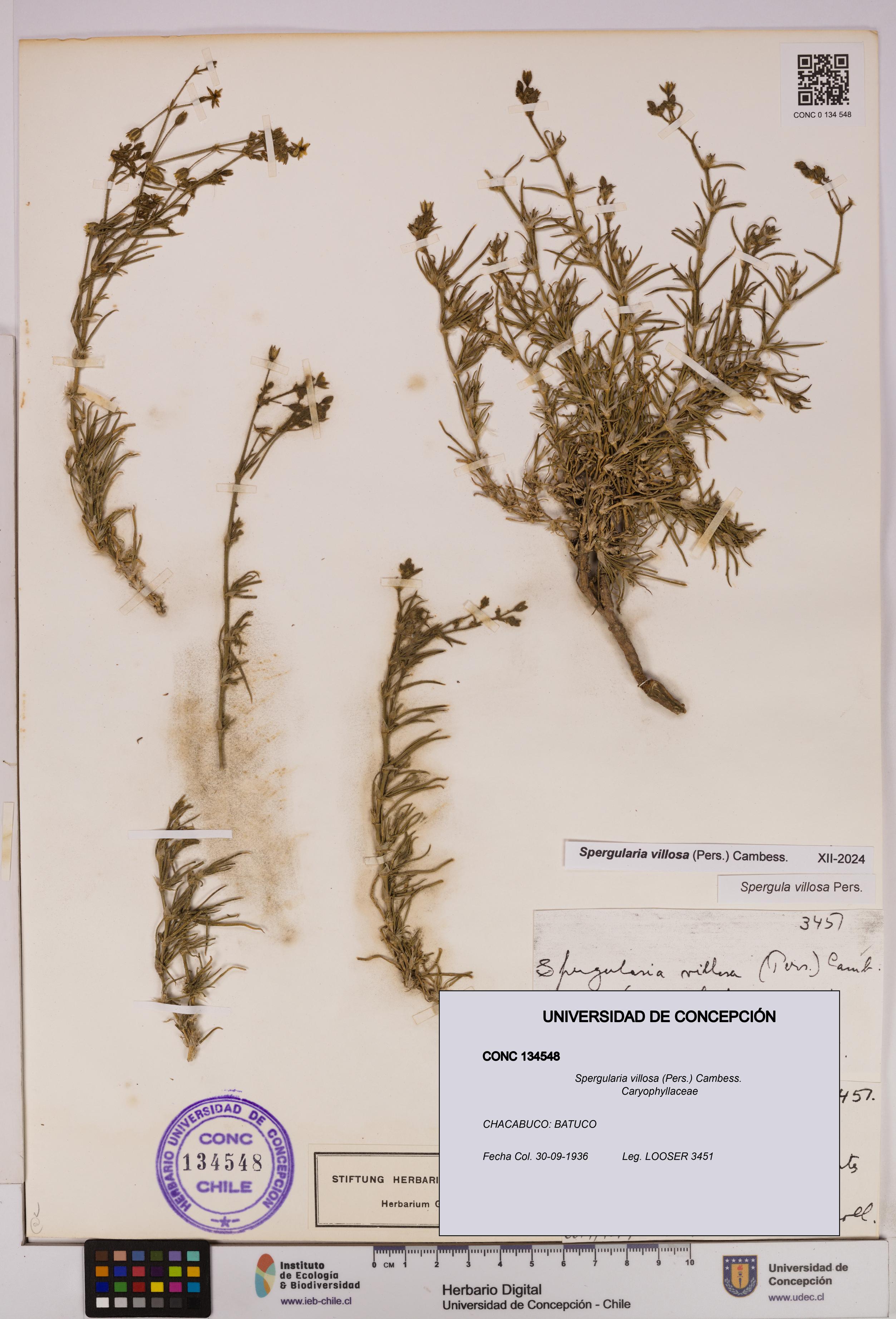 Spergularia villosa [Espécimen: UDEC:CONC:0134548]