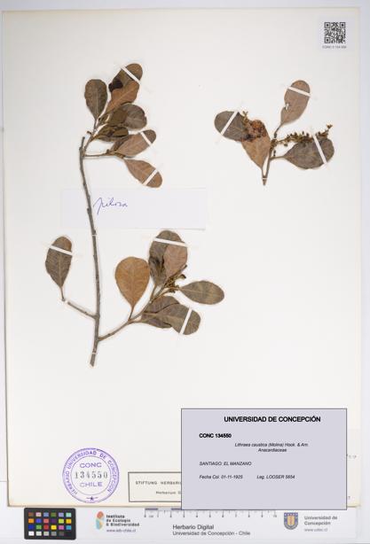 Lithraea caustica [Espécimen: UDEC:CONC:0134550]