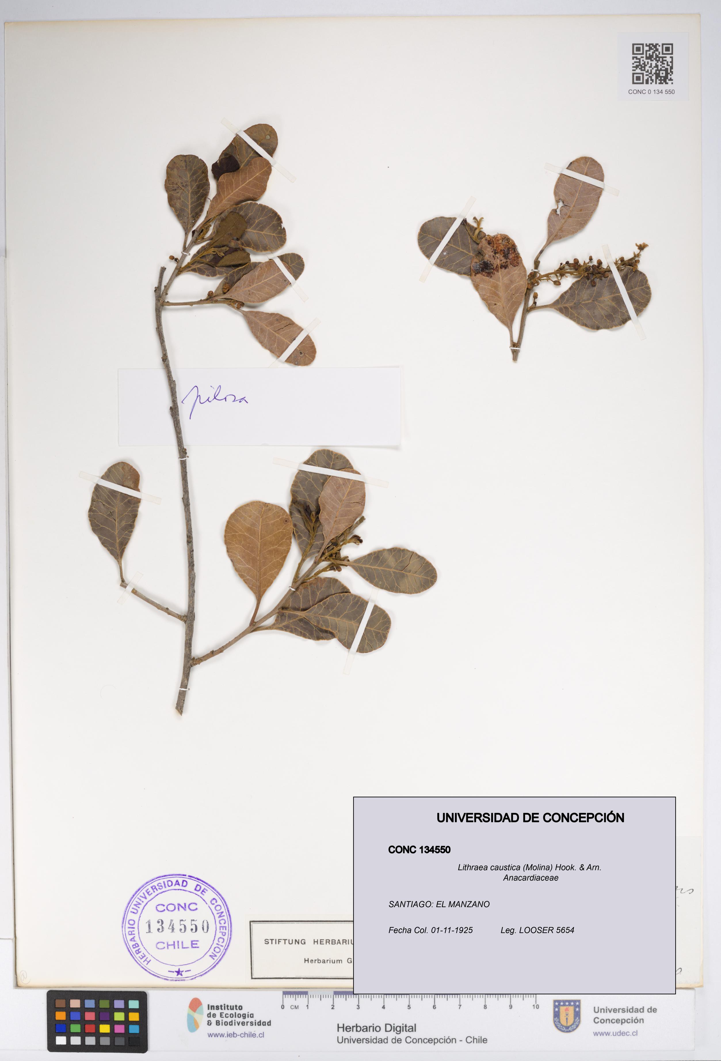 Lithraea caustica [Espécimen: UDEC:CONC:0134550]