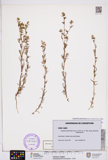 Cryptantha glomerata subsp. glomerata [Espécimen: ]