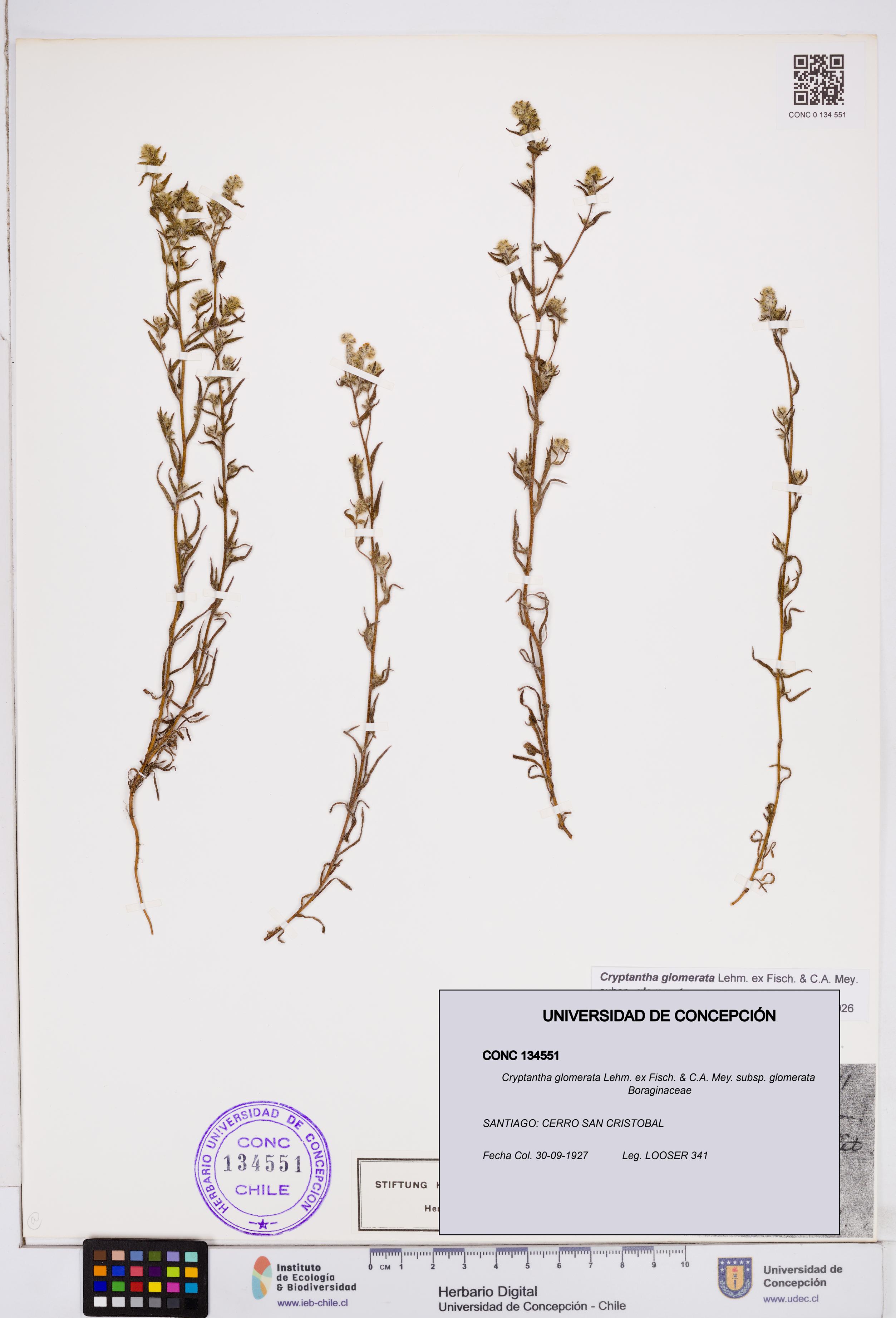 Cryptantha glomerata subsp. glomerata [Espécimen: ]