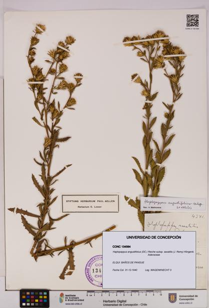 Haplopappus angustifolius subsp. saxatilis [Espécimen: UDEC:CONC:0134564]