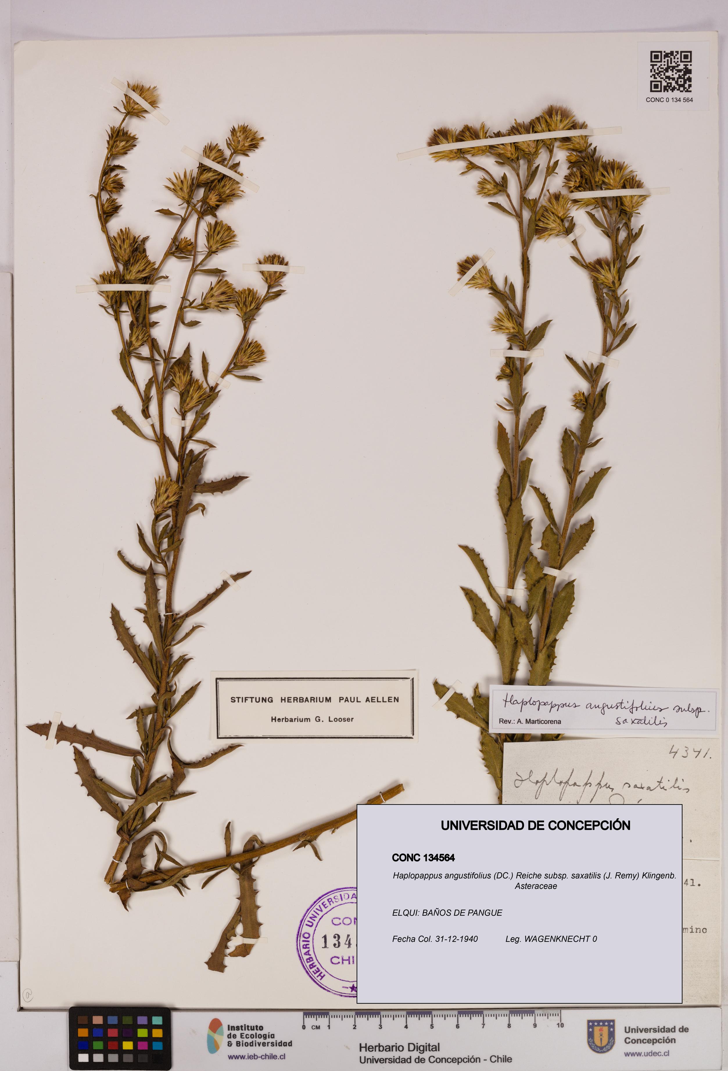 Haplopappus angustifolius subsp. saxatilis [Espécimen: UDEC:CONC:0134564]