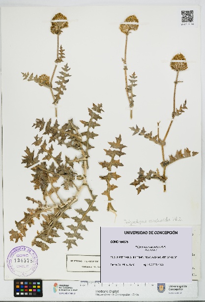 Polyachyrus carduoides [Espécimen: UDEC:CONC:0134578]