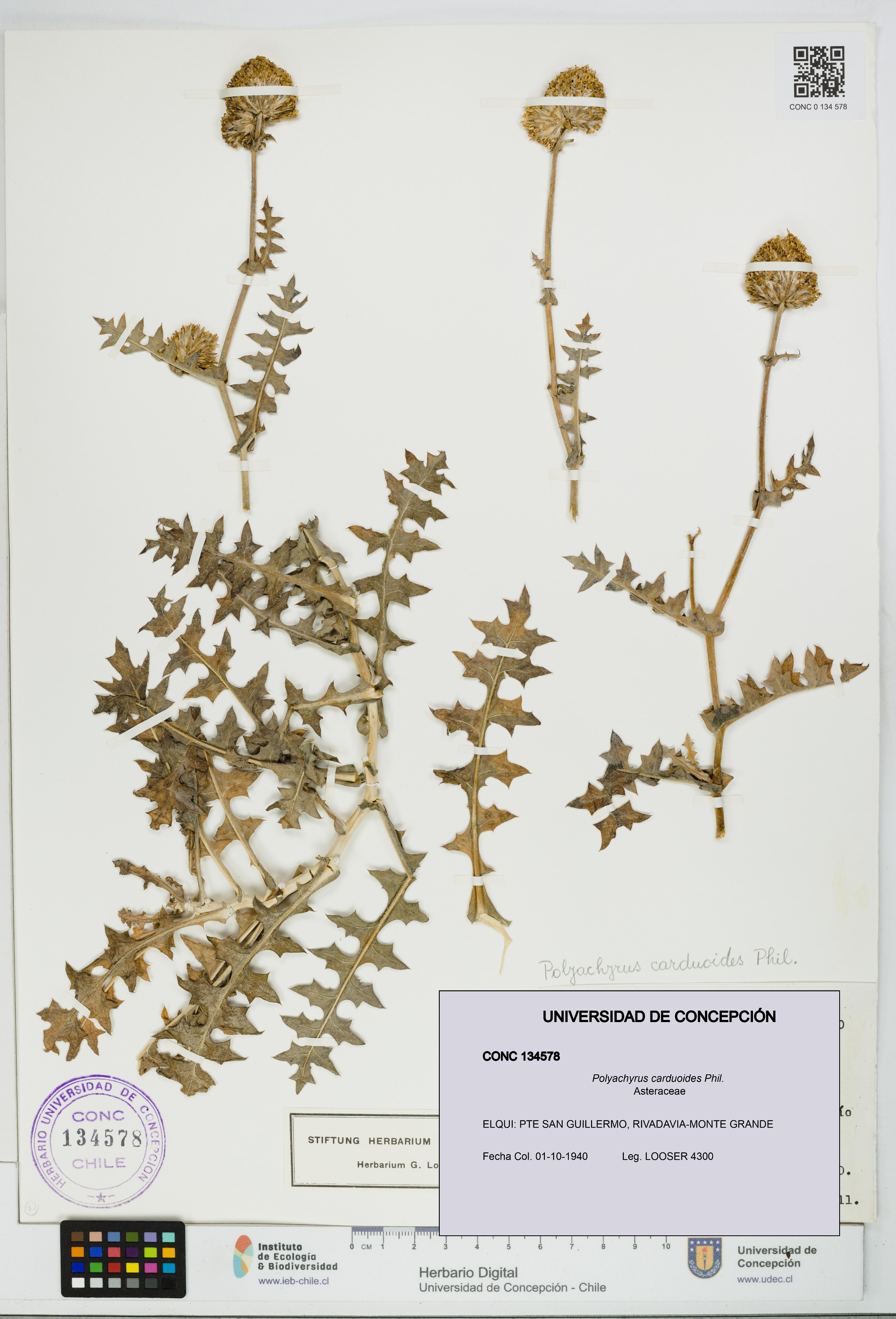 Polyachyrus carduoides [Espécimen: UDEC:CONC:0134578]
