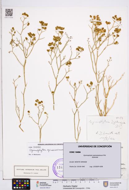 Gymnophyton spinosissimum [Espécimen: ]