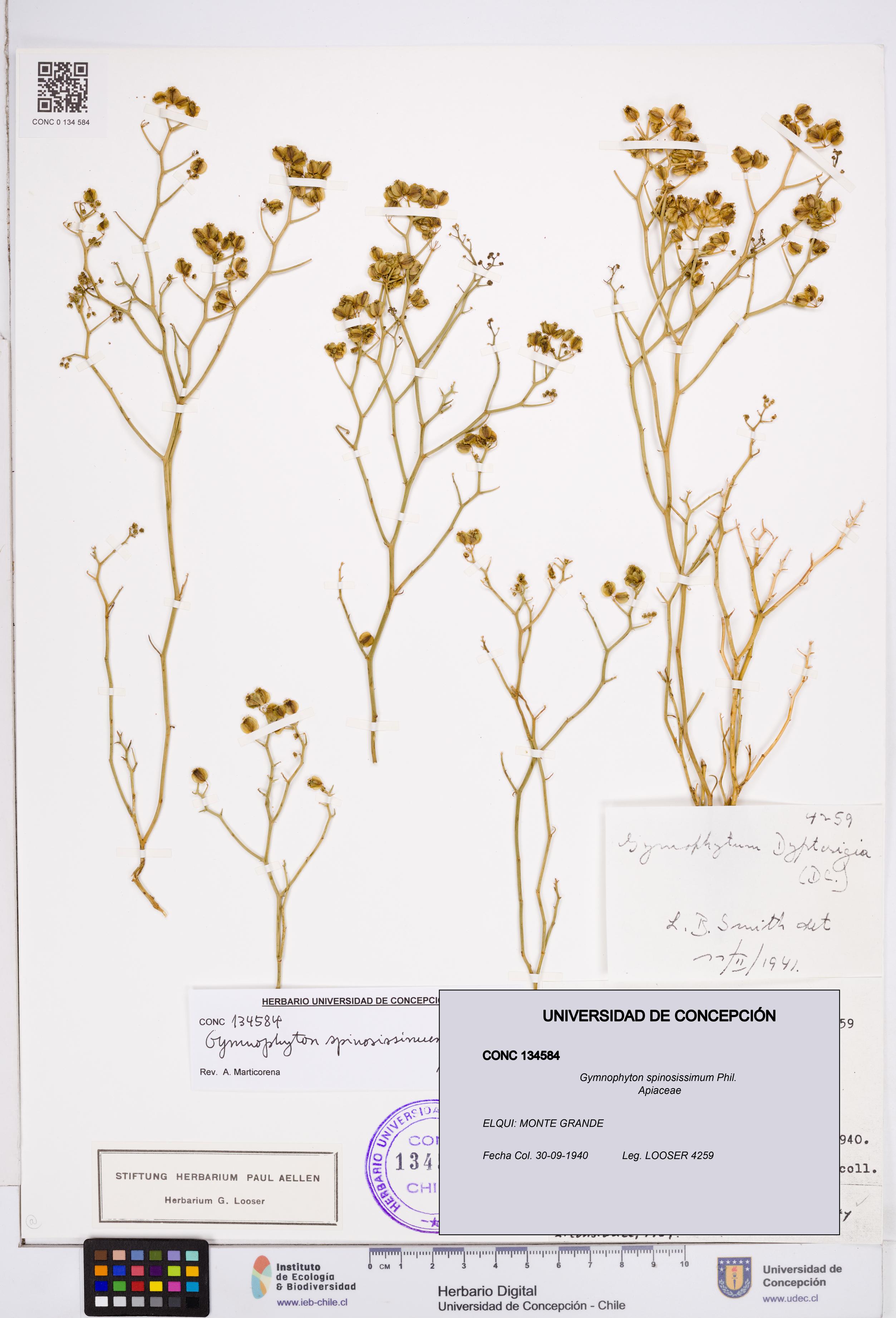 Gymnophyton spinosissimum [Espécimen: ]
