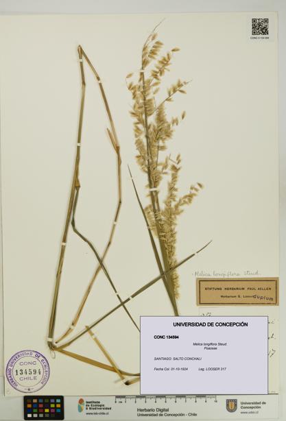 Melica longiflora [Espécimen: UDEC:CONC:0134594]