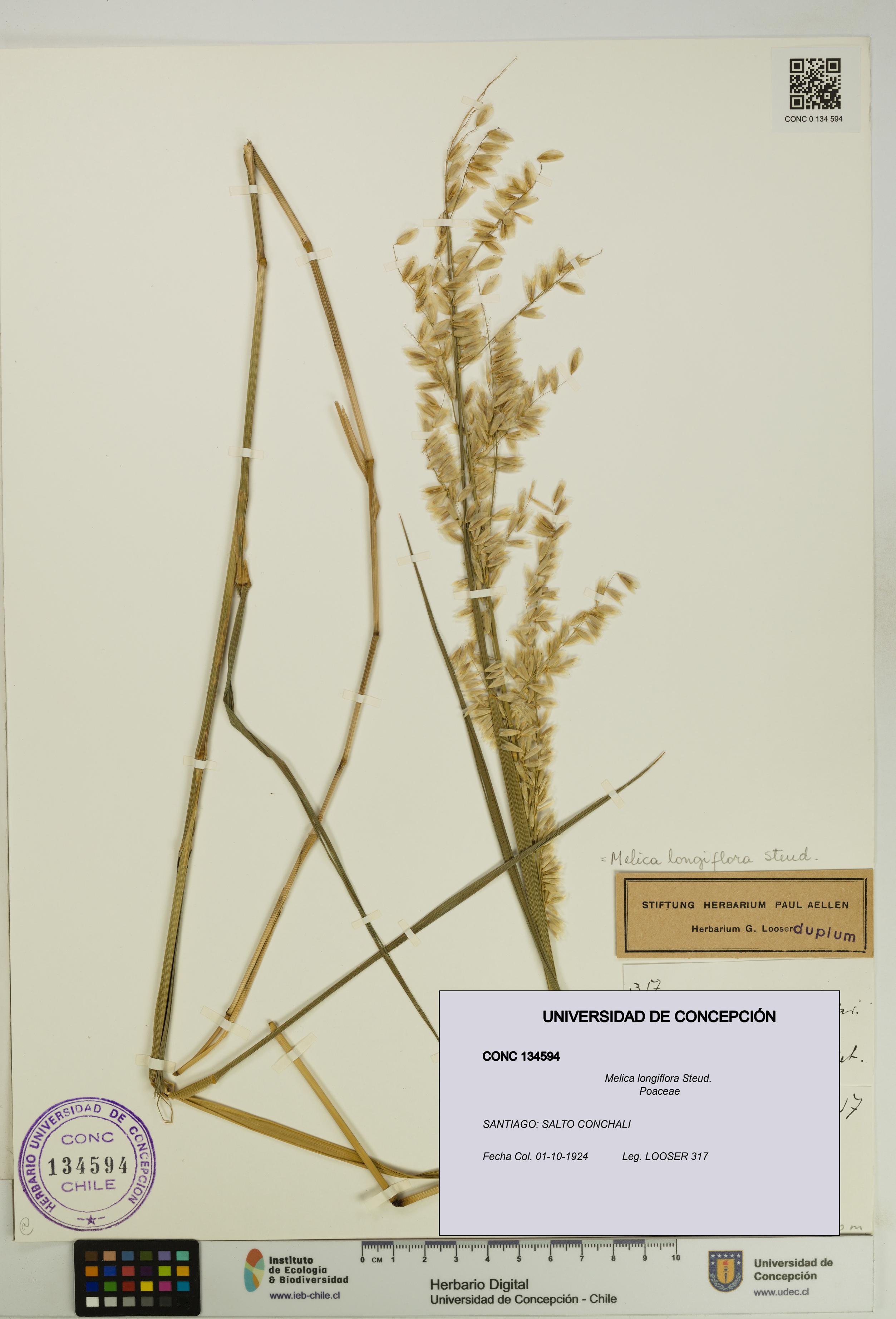 Melica longiflora [Espécimen: UDEC:CONC:0134594]