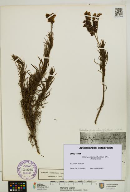 Heliotropium stenophyllum [Espécimen: UDEC:CONC:0134606]