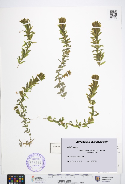 Elodea potamogeton [Espécimen: UDEC:CONC:0134611]