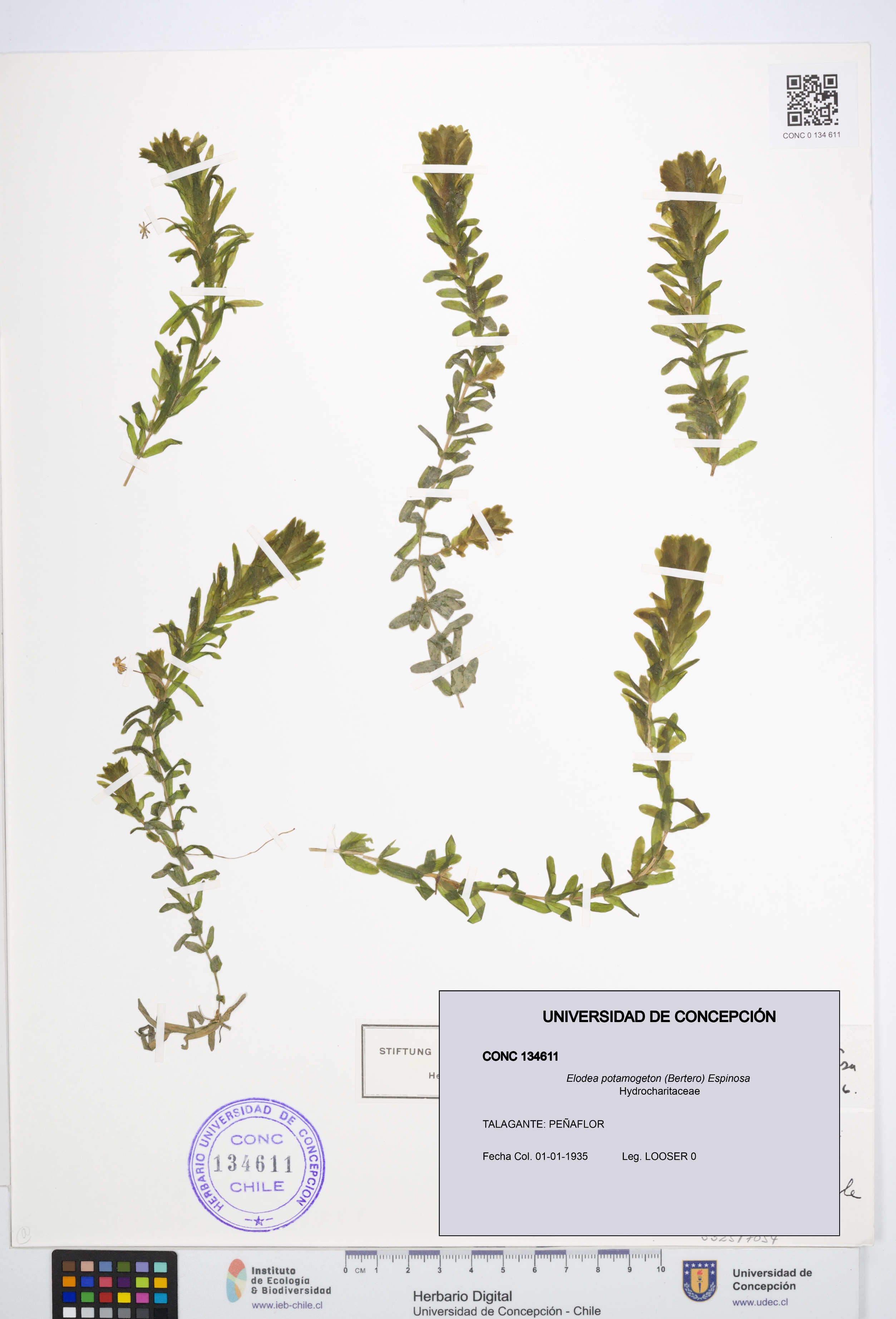 Elodea potamogeton [Espécimen: UDEC:CONC:0134611]