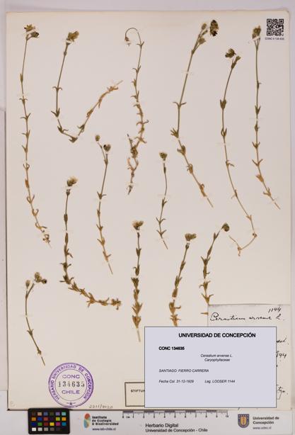 Cerastium arvense [Espécimen: UDEC:CONC:0134635]