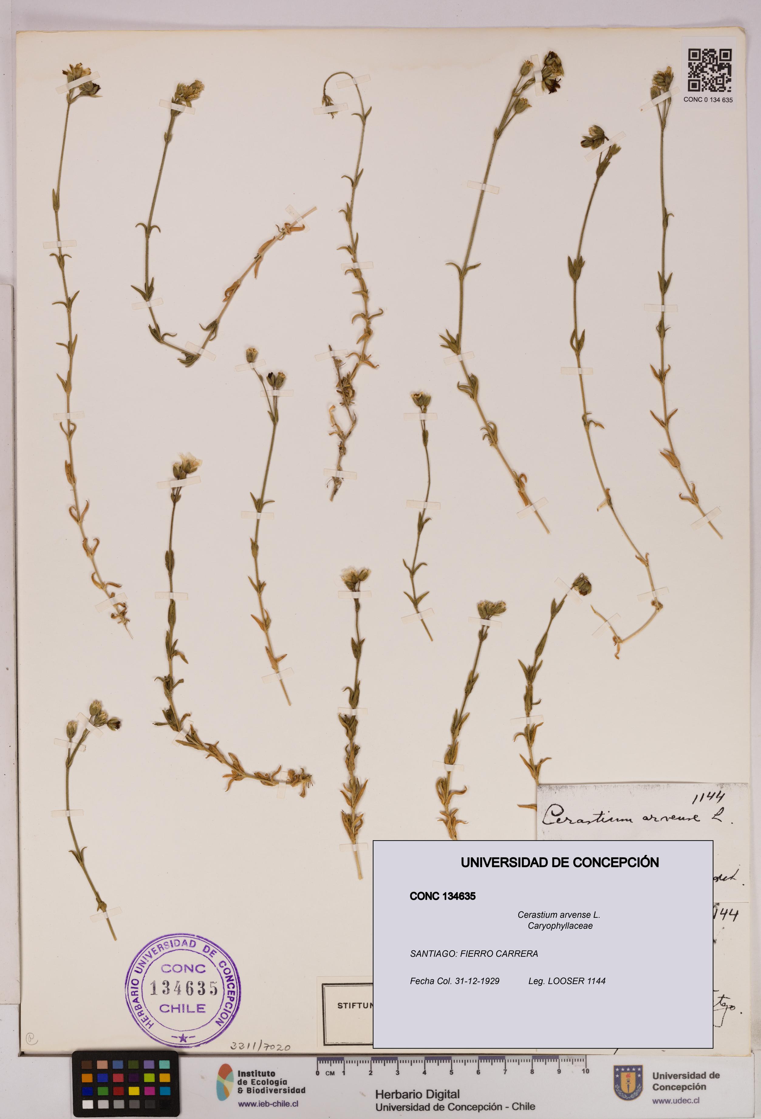 Cerastium arvense [Espécimen: UDEC:CONC:0134635]
