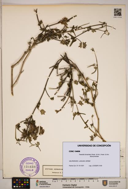 Tweedia birostrata [Espécimen: ]