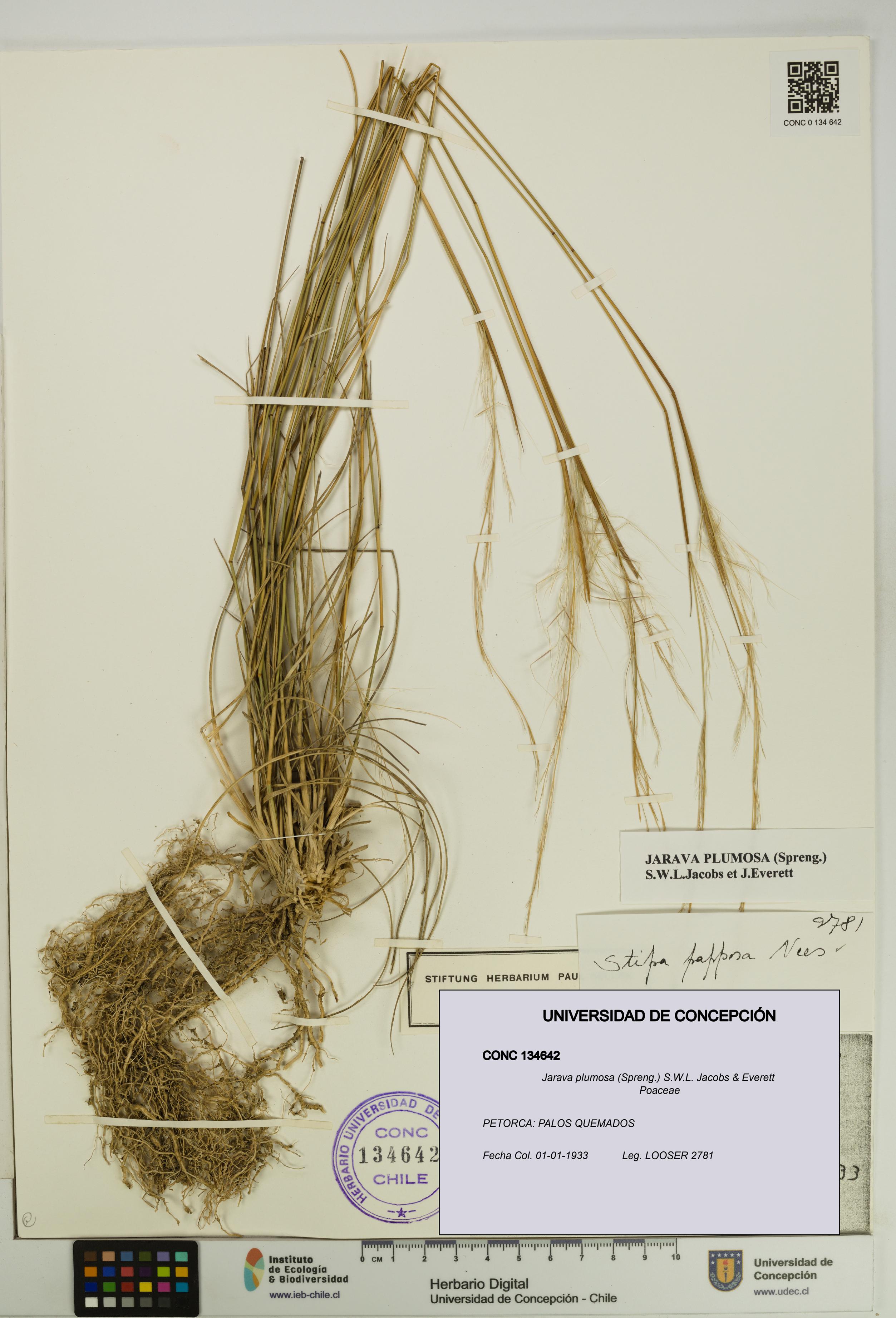Jarava plumosa [Espécimen: UDEC:CONC:0134642]