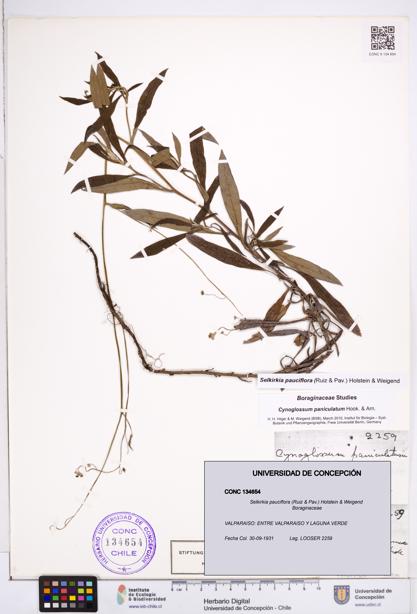 Selkirkia pauciflora [Espécimen: ]