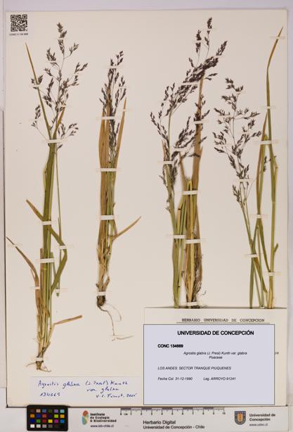 Agrostis glabra var. glabra [Espécimen: UDEC:CONC:0134669]
