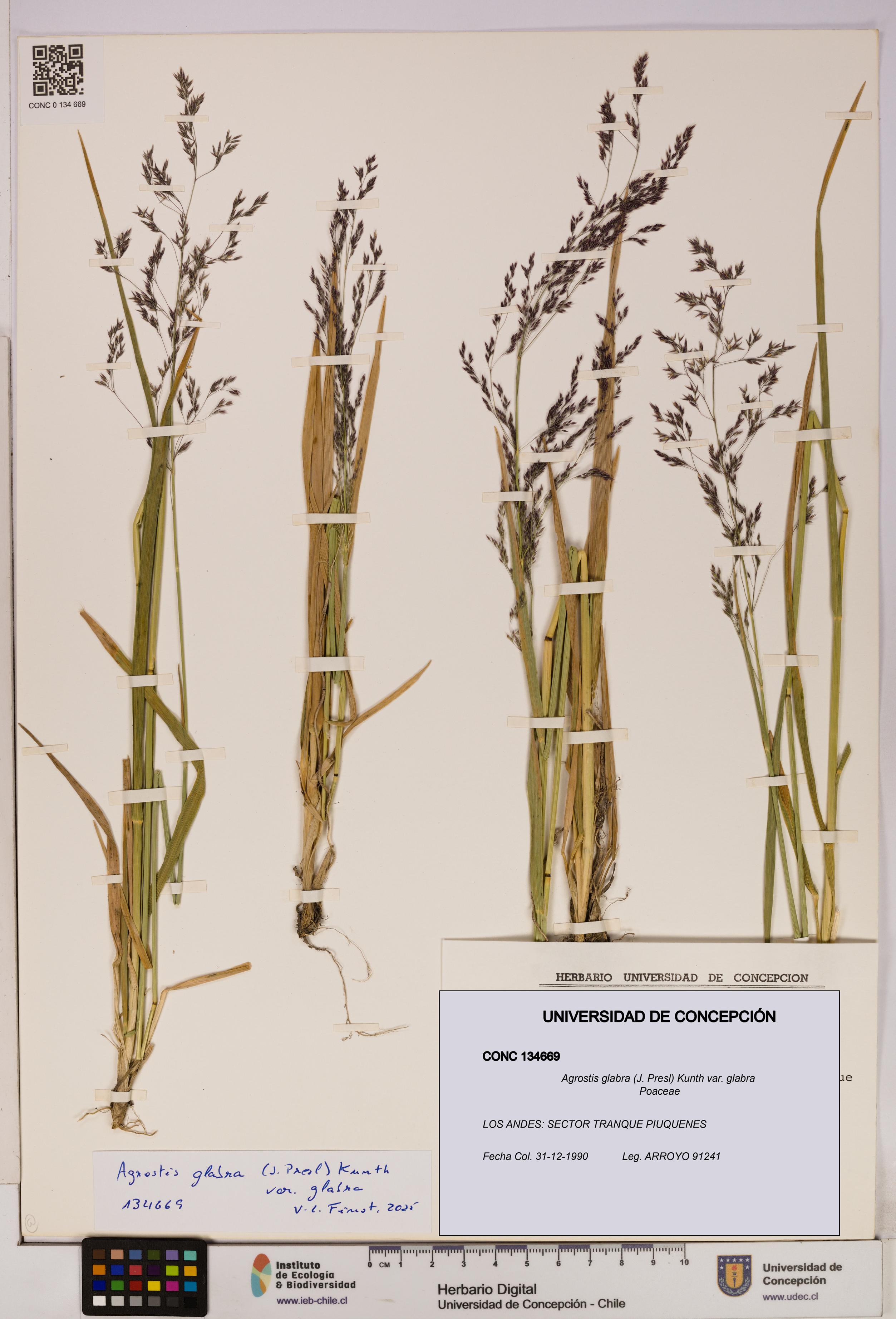 Agrostis glabra var. glabra [Espécimen: UDEC:CONC:0134669]