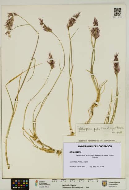 Rytidosperma pictum var. pictum [Espécimen: UDEC:CONC:0134675]