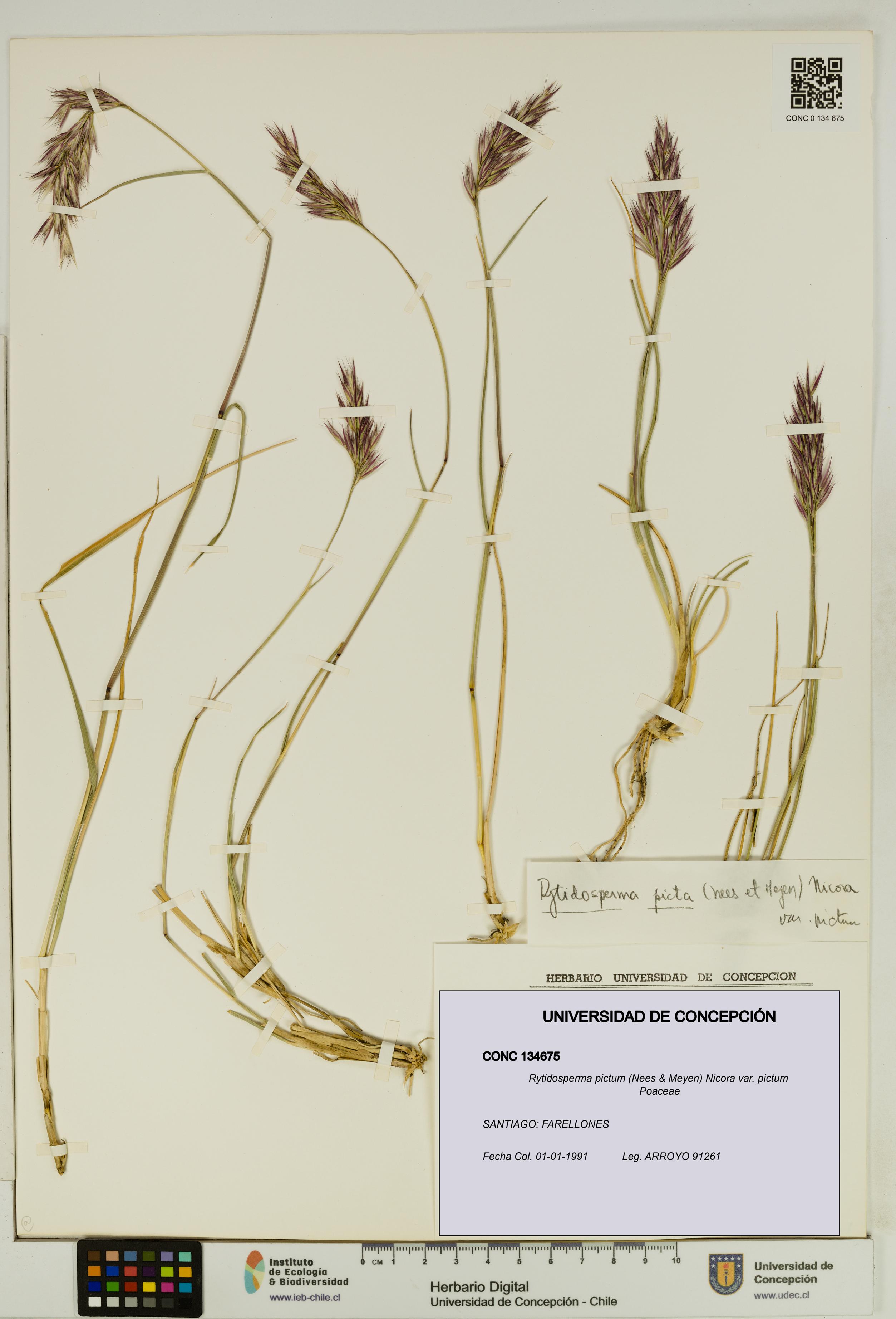 Rytidosperma pictum var. pictum [Espécimen: UDEC:CONC:0134675]