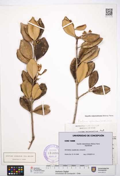 Gayella valparadisaea [Espécimen: UDEC:CONC:0134698]