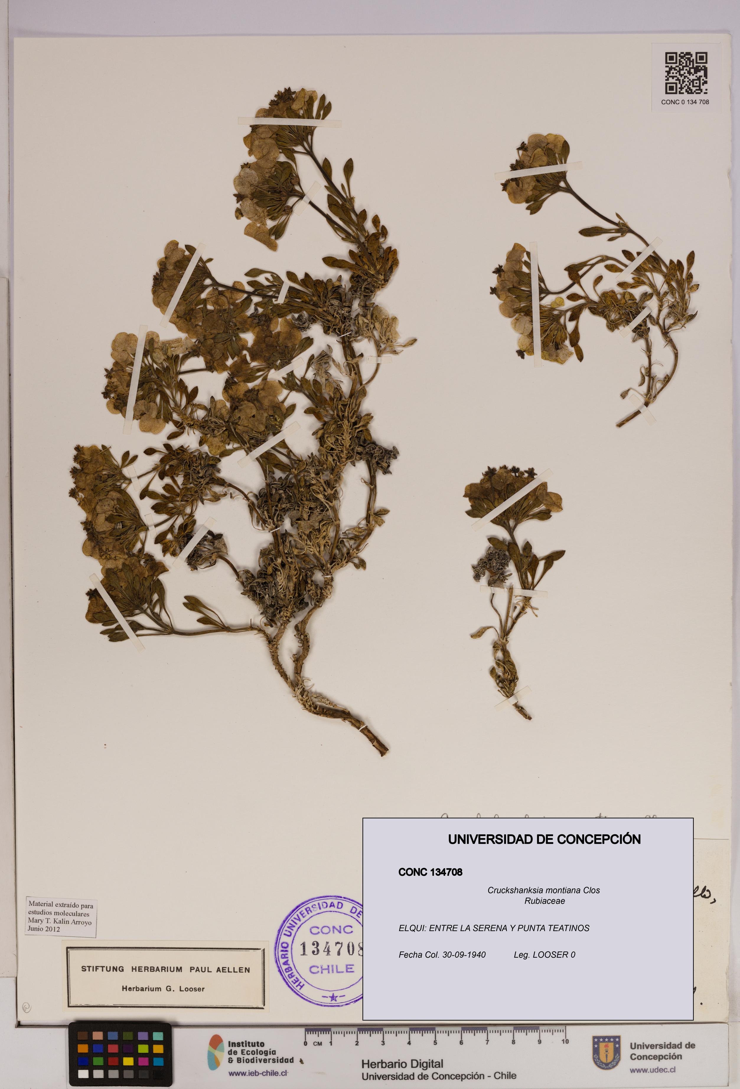 Cruckshanksia montiana [Espécimen: UDEC:CONC:0134708]