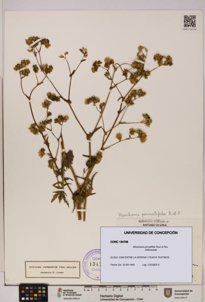 Moscharia pinnatifida [Espécimen: UDEC:CONC:0134709]