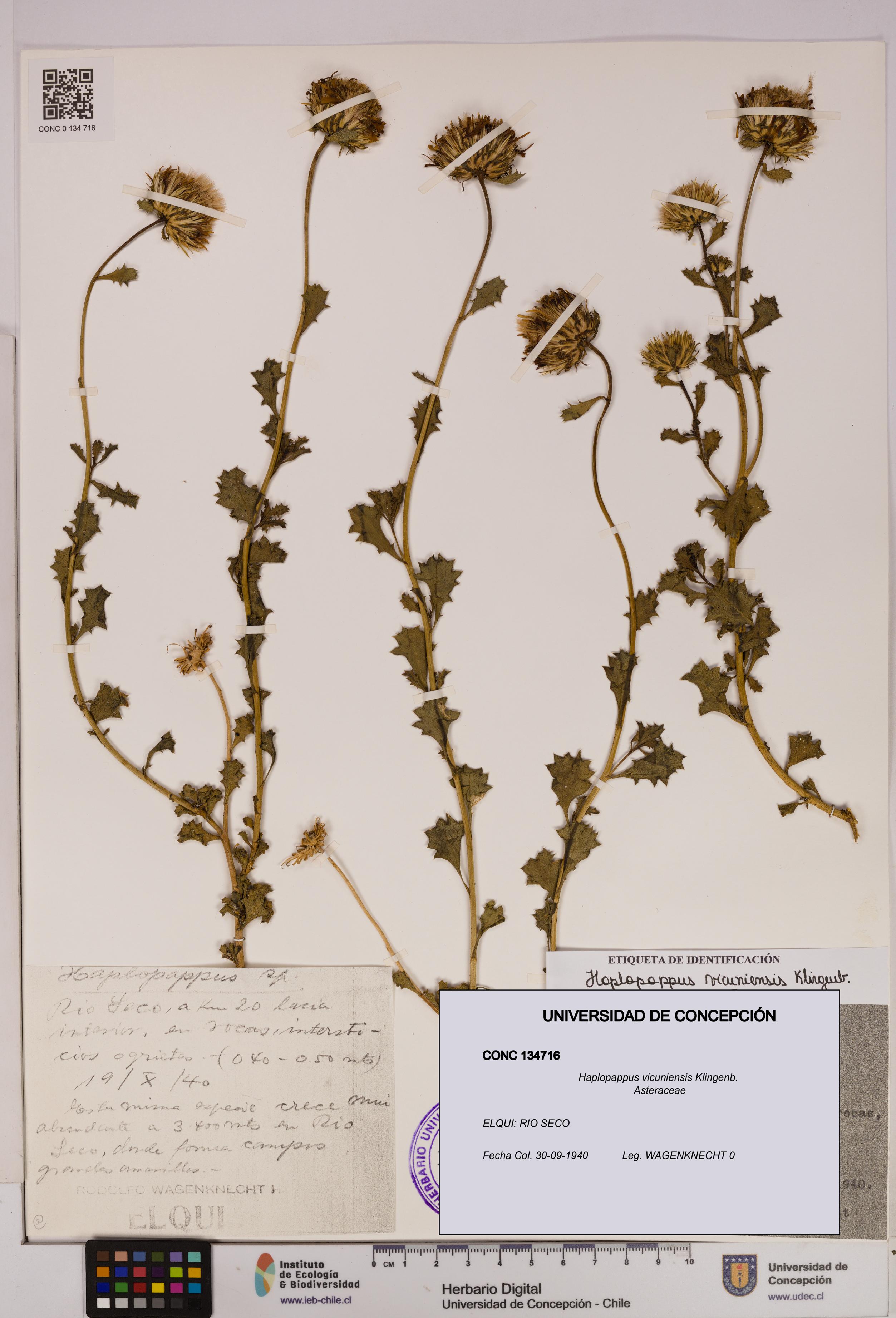 Haplopappus vicuniensis [Espécimen: UDEC:CONC:0134716]