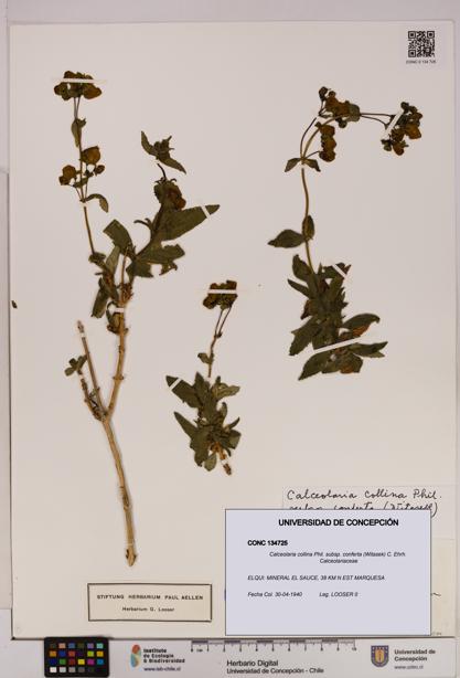 Calceolaria collina subsp. conferta [Espécimen: UDEC:CONC:0134725]
