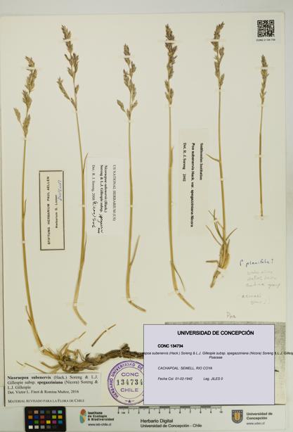 Nicoraepoa subenervis subsp. spegazziniana [Espécimen: UDEC:CONC:0134734]