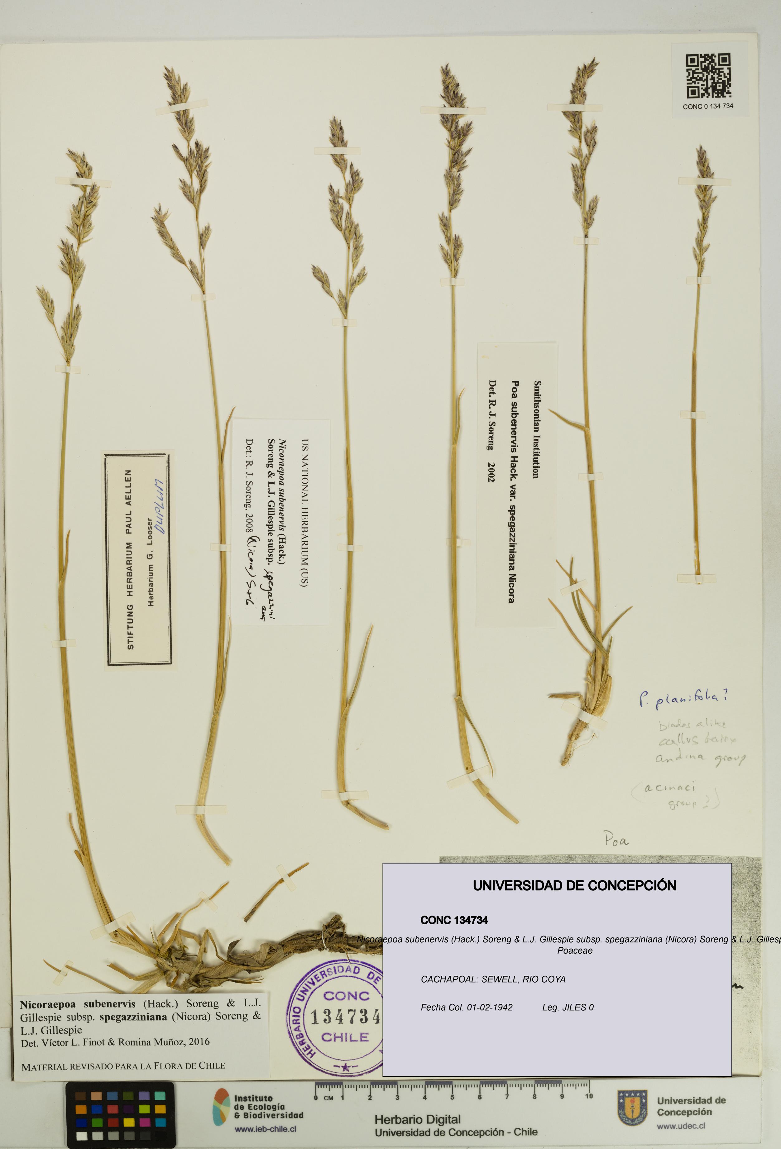 Nicoraepoa subenervis subsp. spegazziniana [Espécimen: UDEC:CONC:0134734]