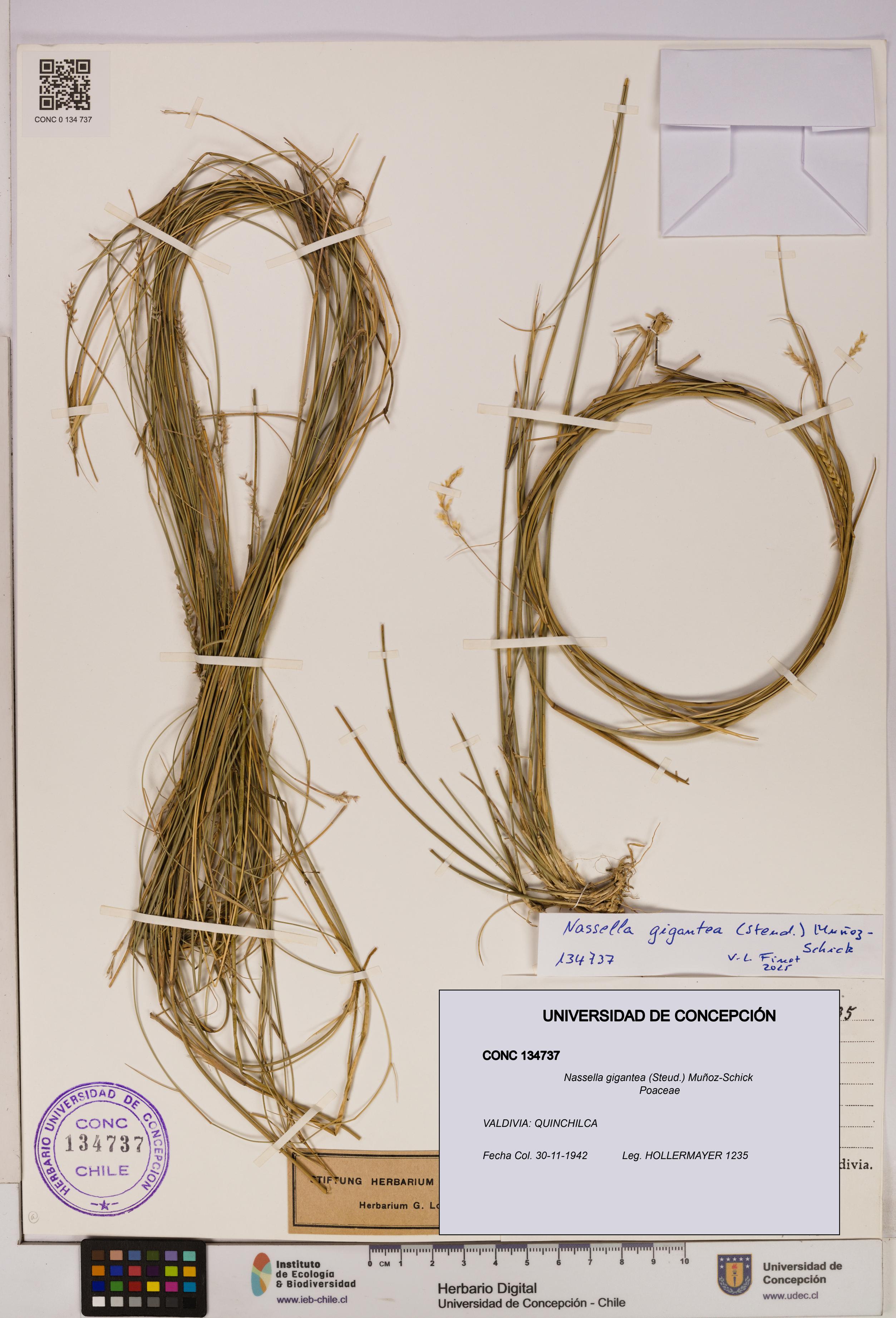 Nassella gigantea [Espécimen: UDEC:CONC:0134737]